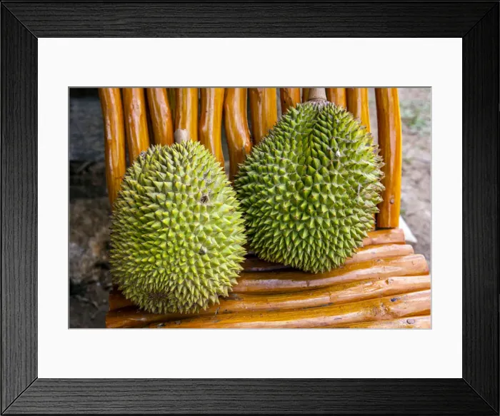 Framed Print : Durian or Durio kutejensis fruit, Rantepao, Tana Toraja, Sulawesi, Indonesia Framed Print : Durian or Durio kutejensis fruit, Rantepao, Tana Toraja, Sulawesi, Indonesia