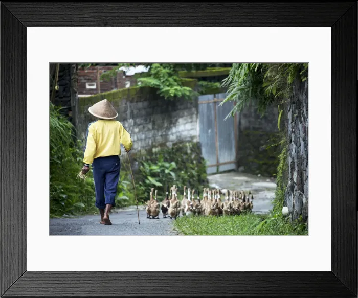 Framed Print : Asia, Indonesia, Java, Yogyakarta, duck farmer Framed Print : Asia, Indonesia, Java, Yogyakarta, duck farmer