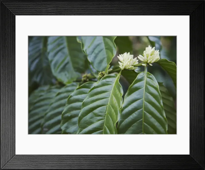 Framed Print : Flowers on coffee tree, Kalitakir Plantation, Kalibaru, Java, Indonesia Framed Print : Flowers on coffee tree, Kalitakir Plantation, Kalibaru, Java, Indonesia