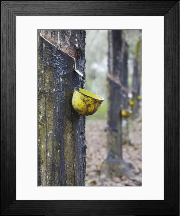 Framed Print : Rubber trees, Kebun Kandeng Lembu Plantation, Kalibaru, Java, Indonesia Framed Print : Rubber trees, Kebun Kandeng Lembu Plantation, Kalibaru, Java, Indonesia