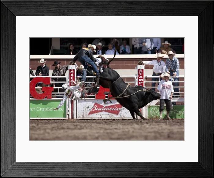 Framed Print : Calgary Canada, Rodeo events at the Calgary Stampede