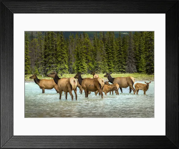 Framed Print : Female elk or Cervus canadensis, Jasper National Park, Alberta, Canada Framed Print : Female elk or Cervus canadensis, Jasper National Park, Alberta, Canada