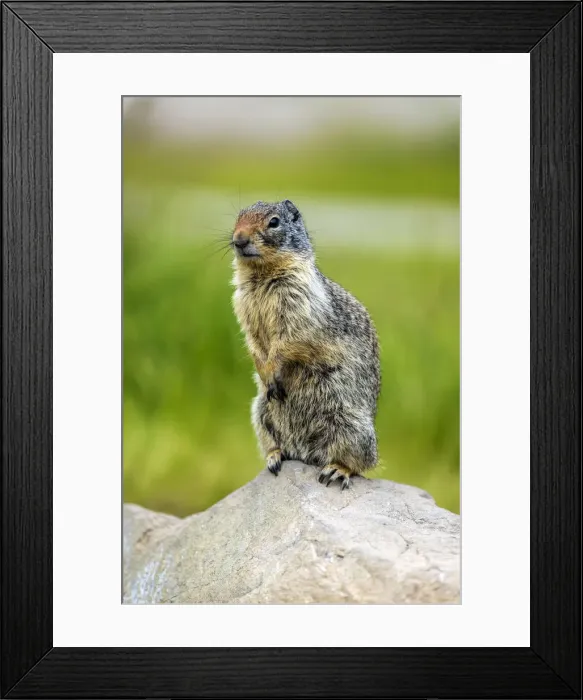 Framed Print : Columbian ground squirrel or Urocitellus columbianus, Banff, Alberta, Canada Framed Print : Columbian ground squirrel or Urocitellus columbianus, Banff, Alberta, Canada