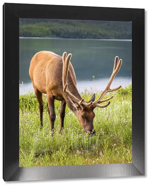 Elk or Cervus canadensis, Jasper National Park, Alberta, Canada