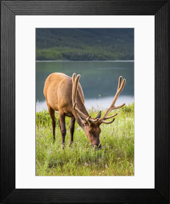Framed Print : Elk or Cervus canadensis, Jasper National Park, Alberta, Canada Framed Print : Elk or Cervus canadensis, Jasper National Park, Alberta, Canada