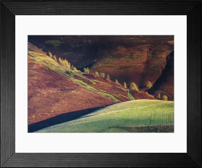 Framed Print : Larch Trees in Autumn, Lake District National Park, Cumbria, England Framed Print : Larch Trees in Autumn, Lake District National Park, Cumbria, England