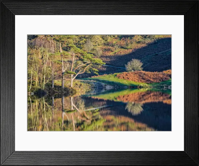 Framed Print : Tarn How Reflections in Autumn, Lake District National Park, Cumbria, England Framed Print : Tarn How Reflections in Autumn, Lake District National Park, Cumbria, England