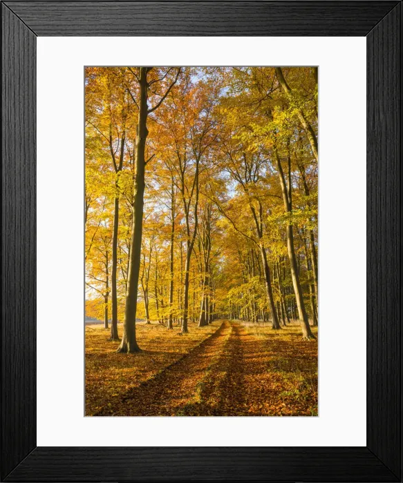 Framed Print : Country Lane in Autumn, Thetford Forest, Norfolk, England