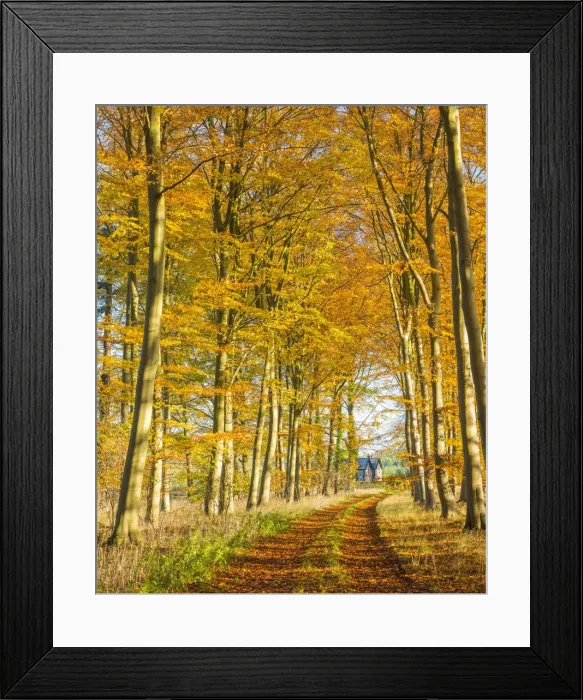 Framed Print : Country Lane Leading to Cottage in Autumn, Thetford Forest, Norfolk, England Framed Print : Country Lane Leading to Cottage in Autumn, Thetford Forest, Norfolk, England