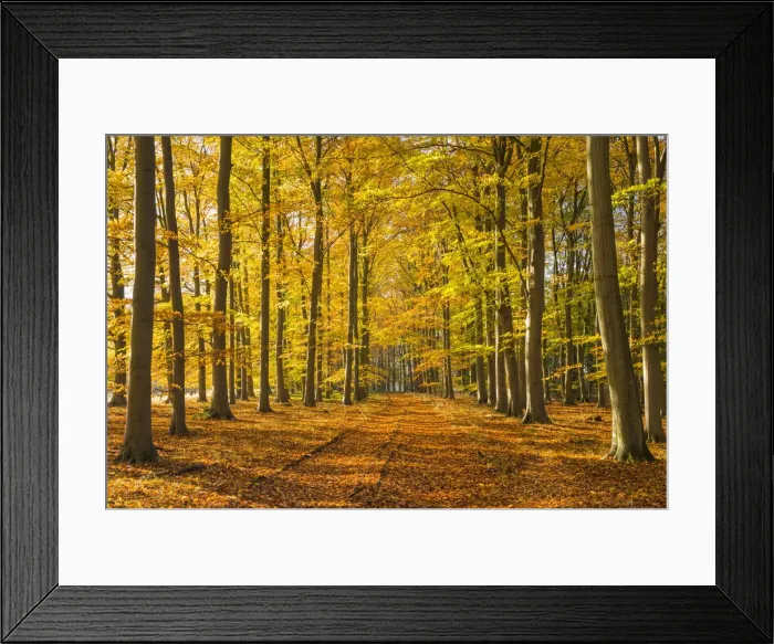 Framed Print : Country Lane in Autumn, Thetford Forest, Norfolk, England Framed Print : Country Lane in Autumn, Thetford Forest, Norfolk, England