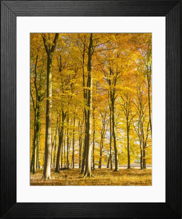 Framed Print : Beech Trees in Autumn, Thetford Forest, Norfolk, England Framed Print : Beech Trees in Autumn, Thetford Forest, Norfolk, England