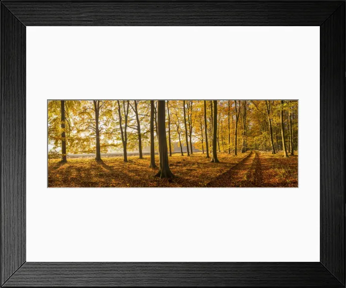 Framed Print : Country Lane in Autumn, Thetford Forest, Norfolk, England Framed Print : Country Lane in Autumn, Thetford Forest, Norfolk, England
