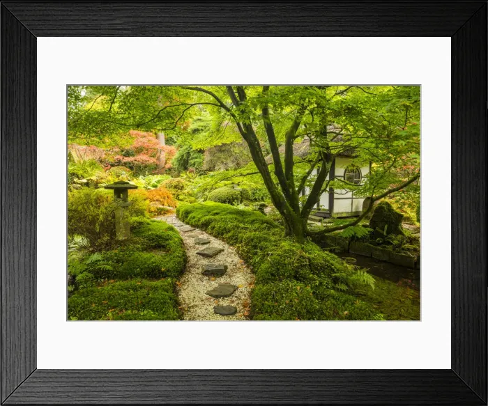 Framed Print : Path Through Japanese Garden, Tatton Park, Cheshire, England Framed Print : Path Through Japanese Garden, Tatton Park, Cheshire, England