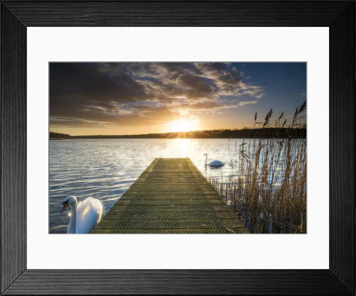 Framed Print : Swans & Jetty at Sunset, Norfolk Broads National Park, England Framed Print : Swans & Jetty at Sunset, Norfolk Broads National Park, England