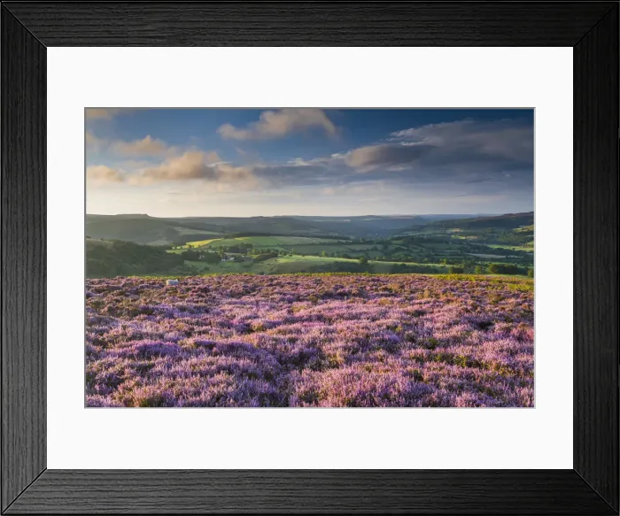 Framed Print : Heather in Bloom on Bamford Edge, Peak District National Park, Derbyshire, England Framed Print : Heather in Bloom on Bamford Edge, Peak District National Park, Derbyshire, England