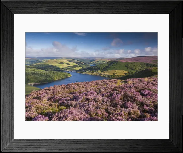 Framed Print : Heather in Bloom on Bamford Edge, Peak District National Park, Derbyshire, England Framed Print : Heather in Bloom on Bamford Edge, Peak District National Park, Derbyshire, England