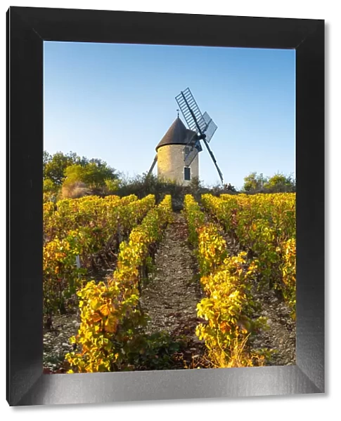 France, Bourgogne-Franche-Comte, Burgundy, Cote-d Or, Santenay. Sorine Mill windmill