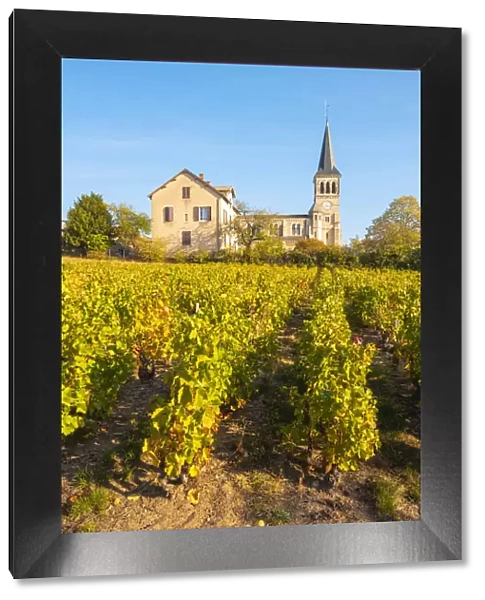 France, Auvergne-Rhone-Alpes, Beaujolais crus wine region, Chenas