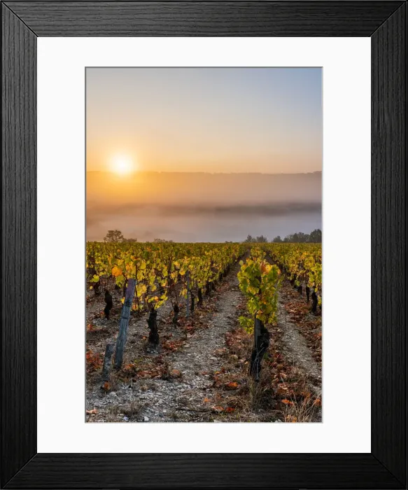 Framed Print : France, Bourgogne-Franche-Comte, Burgundy, Yonne, Irancy. Vineyards at sunrise Framed Print : France, Bourgogne-Franche-Comte, Burgundy, Yonne, Irancy. Vineyards at sunrise