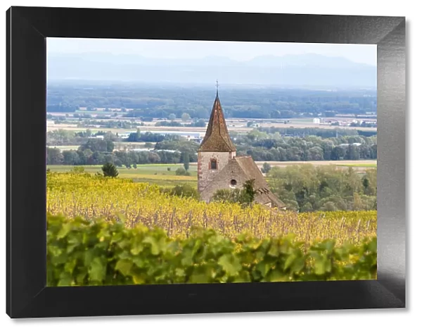 Vineyards near Ribeauville, Alsatian Wine Route, France