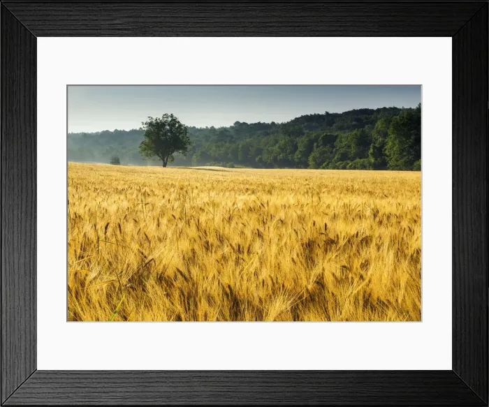 Framed Print : Tree in Field of Wheat, Provence, France Framed Print : Tree in Field of Wheat, Provence, France