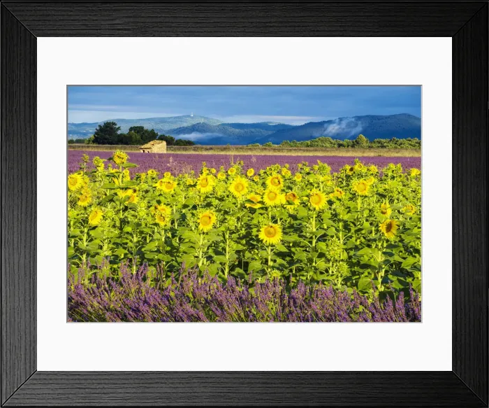 Framed Print : Lavender and Sunflowers, Valensole, Provence, France Framed Print : Lavender and Sunflowers, Valensole, Provence, France