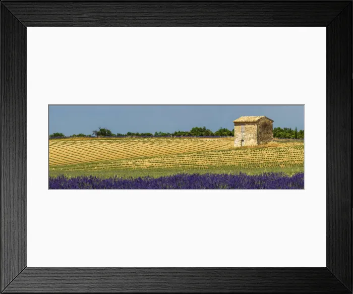 Framed Print : Field of Lavender and Barn, Provence, France Framed Print : Field of Lavender and Barn, Provence, France