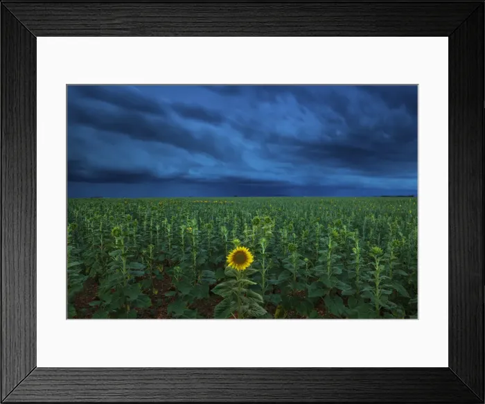 Framed Print : Single Sunflower in Storm, Provence, France Framed Print : Single Sunflower in Storm, Provence, France