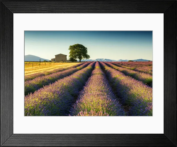 Framed Print : Villa in Field of Lavender, Provence, France Framed Print : Villa in Field of Lavender, Provence, France