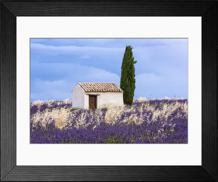 Framed Print : Old barn in the lavender field, Valensole, Provence, France Framed Print : Old barn in the lavender field, Valensole, Provence, France