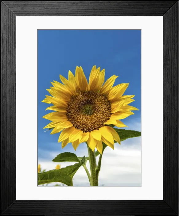 Framed Print : Sunflower, Provence, France Framed Print : Sunflower, Provence, France
