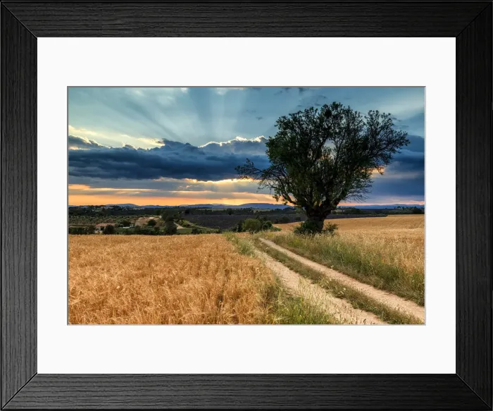 Framed Print : Country Lane & Tree, Valensole Plateau, Provence, France Framed Print : Country Lane & Tree, Valensole Plateau, Provence, France