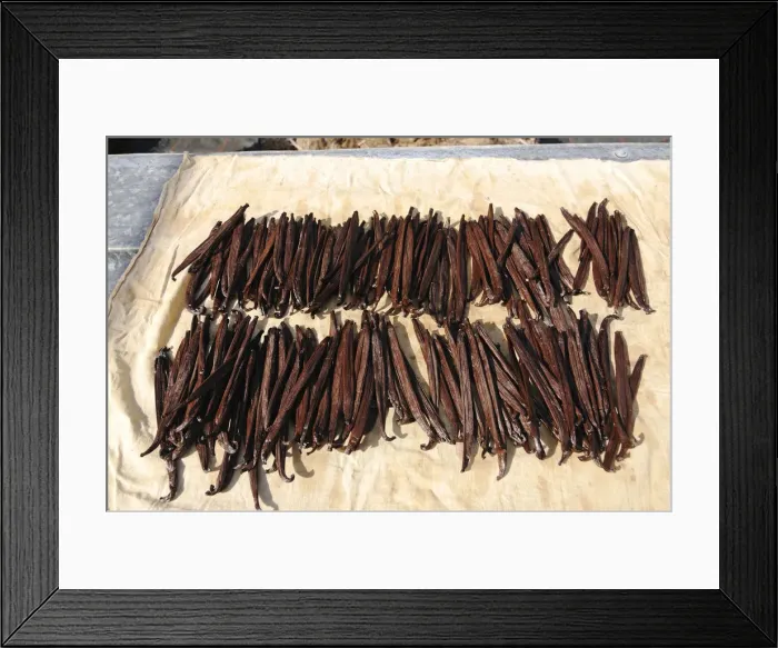 Framed Print : Dried Vanilla beans, Moorea, French Polynesia, South Seas Framed Print : Dried Vanilla beans, Moorea, French Polynesia, South Seas