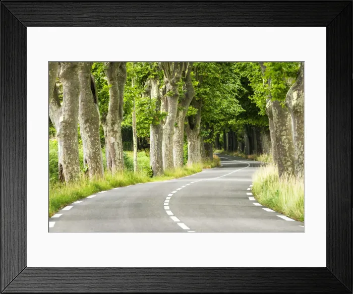Framed Print : Plane Tree-lined Road, Provence, France Framed Print : Plane Tree-lined Road, Provence, France