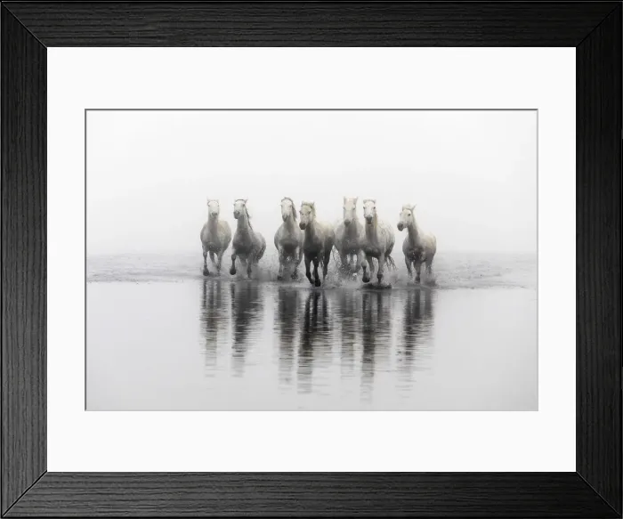Framed Print : White horses running through the water, Camargue, Provence-Alpes-Cote d Azur, France Framed Print : White horses running through the water, Camargue, Provence-Alpes-Cote d Azur, France