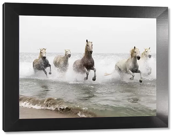 White horses running through the water, Camargue, Provence-Alpes-Cote d Azur, France