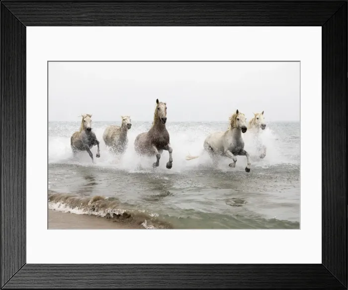 Framed Print : White horses running through the water, Camargue, Provence-Alpes-Cote d Azur, France Framed Print : White horses running through the water, Camargue, Provence-Alpes-Cote d Azur, France