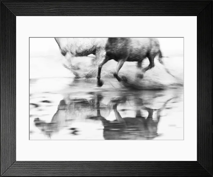 Framed Print : White horses running through the water, Camargue, Provence-Alpes-Cote d Azur, France Framed Print : White horses running through the water, Camargue, Provence-Alpes-Cote d Azur, France