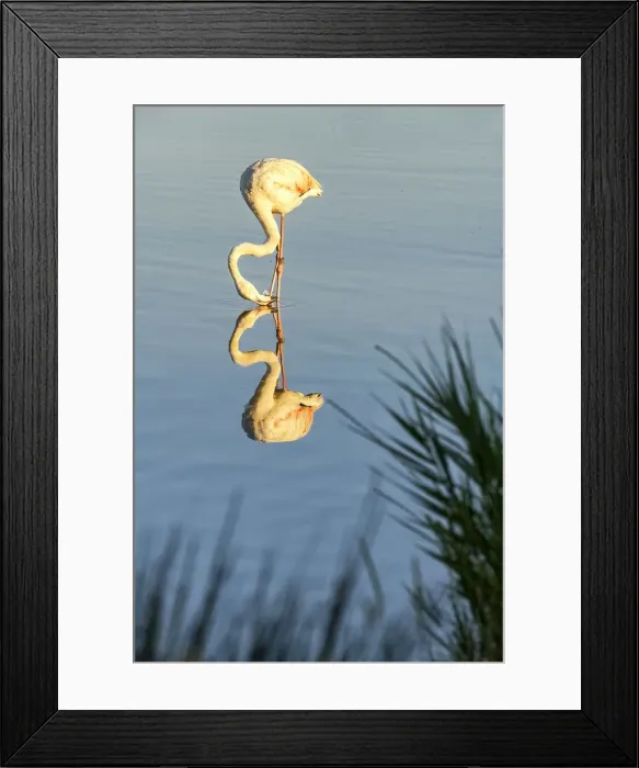 Framed Print : Greater Flamingo, Ornithological Park, Camargue, France Framed Print : Greater Flamingo, Ornithological Park, Camargue, France