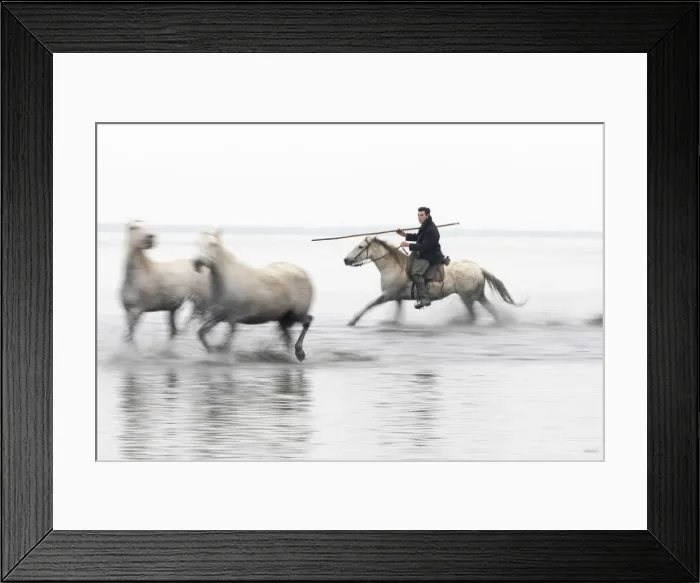 Framed Print : A guardian herds two white horses through the water, Camargue, Provence-Alpes-Cote Framed Print : A guardian herds two white horses through the water, Camargue, Provence-Alpes-Cote