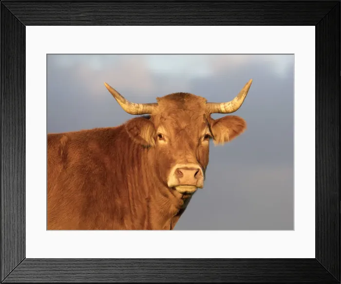 Framed Print : A limousin cow, Correze, Nouvelle-Aquitaine, France Framed Print : A limousin cow, Correze, Nouvelle-Aquitaine, France