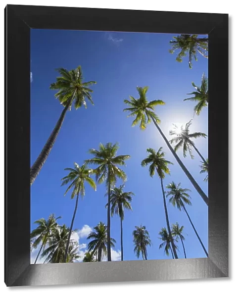 Palm trees on Temae Beach, Moorea, Society Islands, French Polynesia
