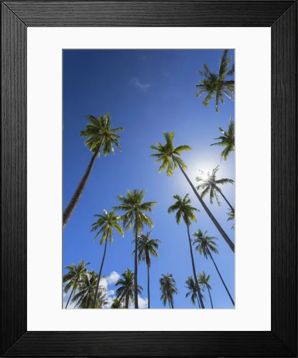 Framed Print : Palm trees on Temae Beach, Moorea, Society Islands, French Polynesia Framed Print : Palm trees on Temae Beach, Moorea, Society Islands, French Polynesia
