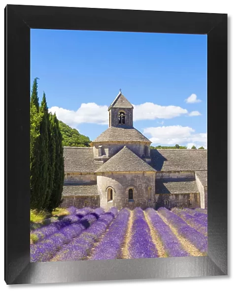 Provence, France. Lavender field at Senanque Abbaye