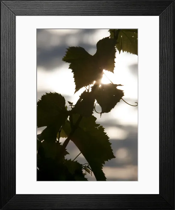 Framed Print : Grape vines in a vineyard in the Languedoc region of France Framed Print : Grape vines in a vineyard in the Languedoc region of France
