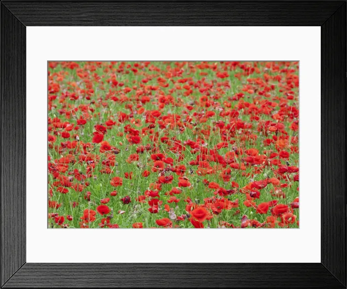 Framed Print : Poppies in a field in rural Provence France