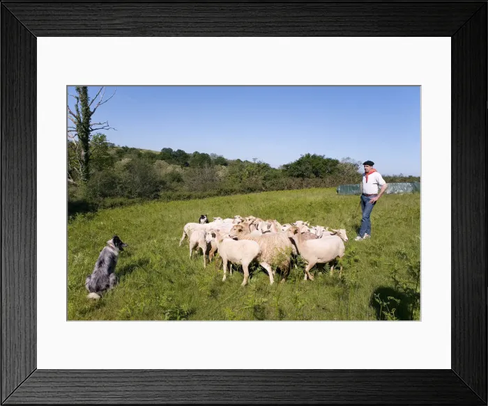 Framed Print : Shepherd, Labourd, the Basque Provinces, France Framed Print : Shepherd, Labourd, the Basque Provinces, France
