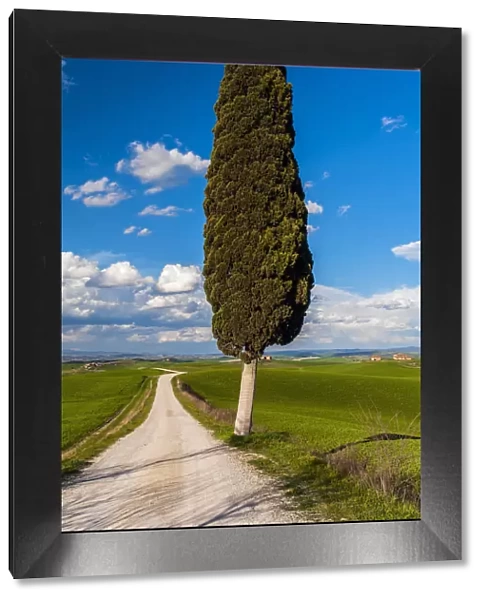 Lonely cypress tree, Corsanello, Siena, Tuscany, Italy