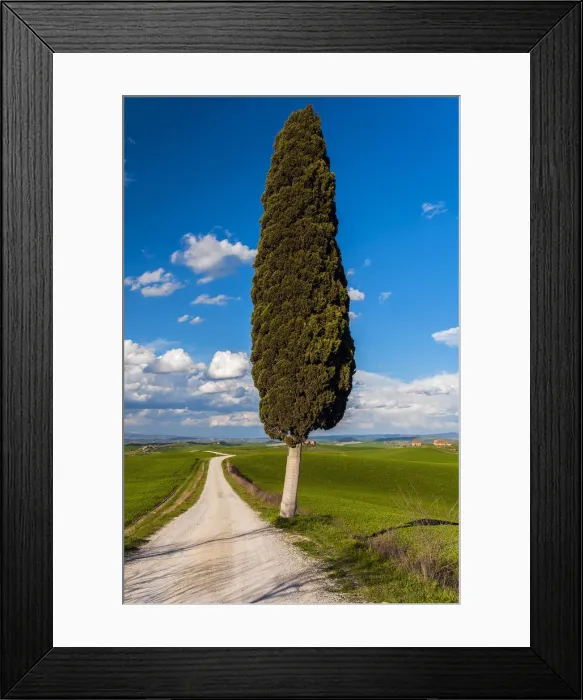Framed Print : Lonely cypress tree, Corsanello, Siena, Tuscany, Italy