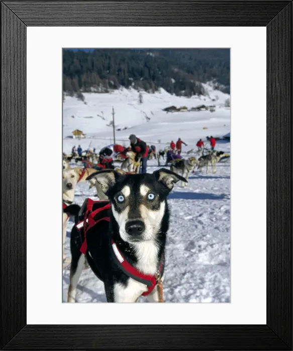 Framed Print : Husky, dog sled tour along an alpine track, Sexten, Alpe Nemes, Dolomite Mountains Framed Print : Husky, dog sled tour along an alpine track, Sexten, Alpe Nemes, Dolomite Mountains